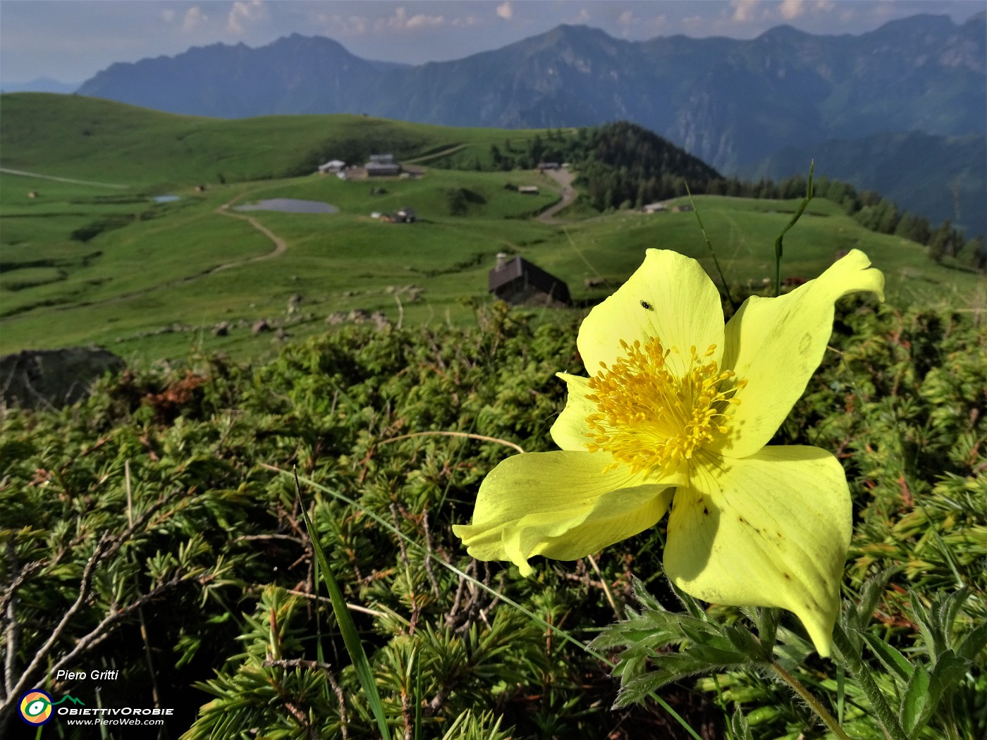 02 Pulsatilla alpina sulphurea (Anemone sulfureo) con vista sui Piani dell'Avaro.JPG